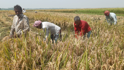 নিম্নচাপ আতঙ্কে ধান ঘরে তুলতে ব্যস্ত উপকূলের কৃষক