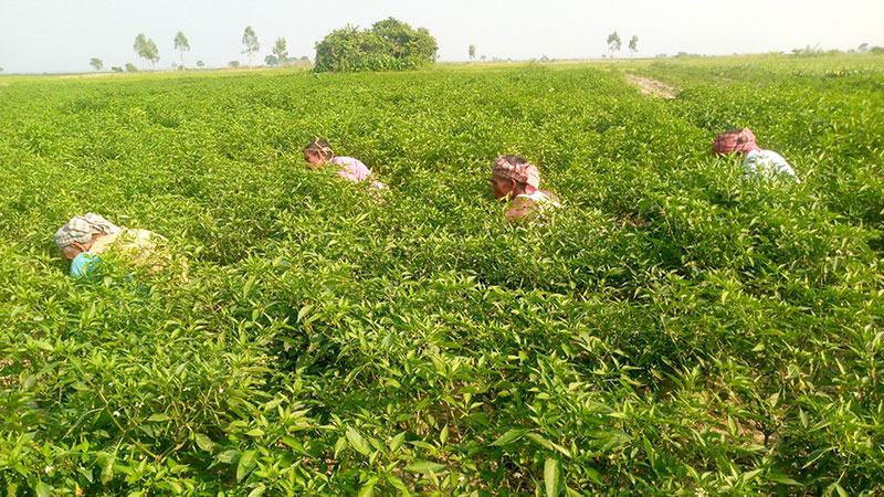 চাষের আওতায় এসেছে যমুনা চরের জমি