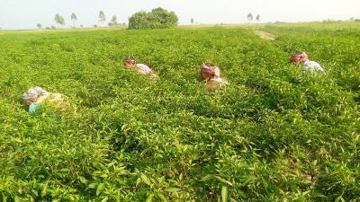 চাষের আওতায় এসেছে যমুনা চরের জমি