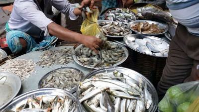 টাঙ্গাইলে চাহিদার তুলনায় মাছের ঘাটতি ২৭ শতাংশ