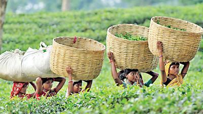 ১০ মাসে চা উৎপাদন বেড়েছে প্রায় ৮৩ লাখ কেজি