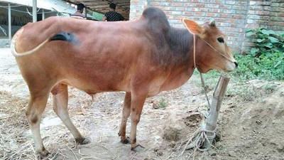 দিনাজপুরে গরুর খামারে দেখা দিয়েছে খুরা রোগ