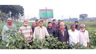 চুয়াডাঙ্গায় তুলাচাষীদের নিয়ে মাঠ দিবস