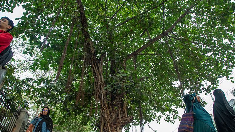 ঢাকায় হারাতে বসেছে দূষিত বায়ু পরিশোধনে কার্যকর বটবৃক্ষ
