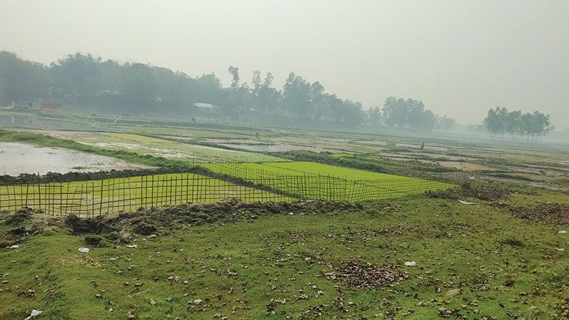 রংপুর অঞ্চলে বীজতলা নিয়ে শঙ্কিত কৃষক
