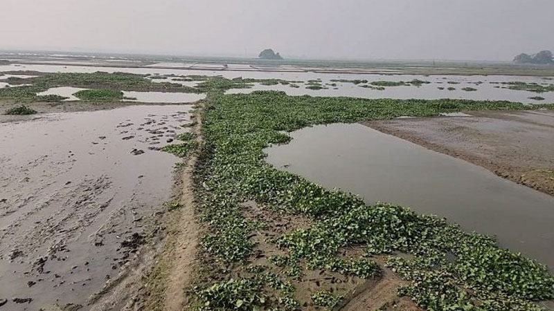 ব্রাহ্মণবাড়িয়ায় বিল ইজারায় অনিয়মের অভিযোগ