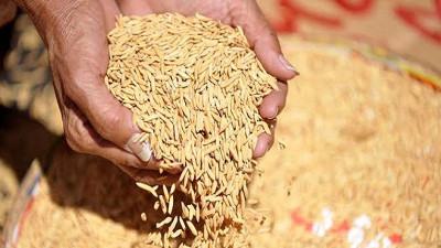 মিরসরাইয়ে খরচের তুলনায় ধানের দাম ৩৫ শতাংশ কম