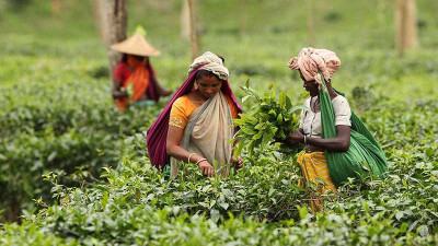 চট্টগ্রামে নিলামে চা বিক্রি কমেছে ৪৯ শতাংশ