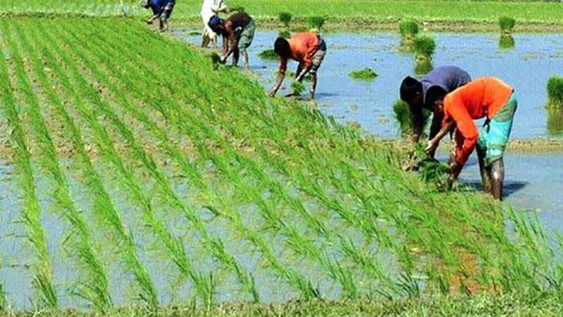 গোপালগঞ্জে ৮১ হাজার হেক্টরে বোরো চাষের লক্ষ্য