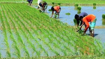 গোপালগঞ্জে ৮১ হাজার হেক্টরে বোরো চাষের লক্ষ্য