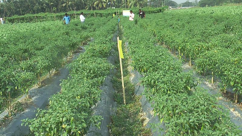 নোয়াখালীতে শীতকালীন সবজি আবাদ বেড়েছে