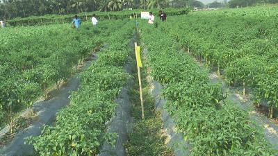 নোয়াখালীতে শীতকালীন সবজি আবাদ বেড়েছে