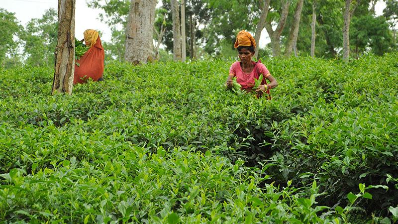 দেশে চা উৎপাদন বেড়েছে ৮.৩৭%