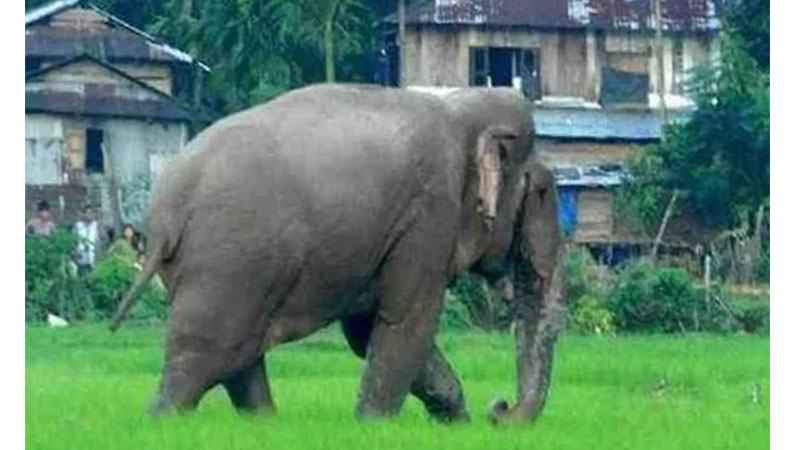 বীজতলা বাঁচাতে গিয়ে হাতির পায়ে পিষ্ট হয়ে কৃষকের মৃত্যু