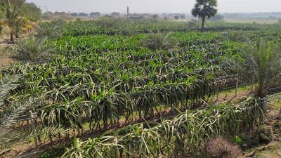 রাজশাহীতে পাঁচ বছরে ৩০ গুণ বেড়েছে ড্রাগন আবাদ