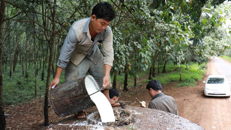 রাবার রফতানিতে কম্বোডিয়ার উল্লম্ফন