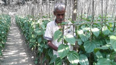 নড়াইলে ৪০০ কোটি টাকার পান বিক্রির আশা চাষীদের