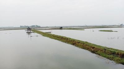 সাতক্ষীরায় চাষযোগ্য জমি কমেছে ৬০ হাজার হেক্টর
