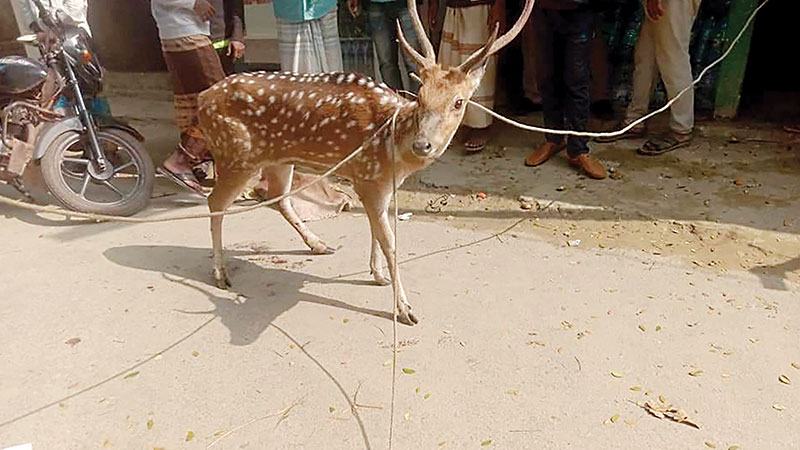 বরগুনায় নদী থেকে উদ্ধার করা হরিণ অবমুক্ত