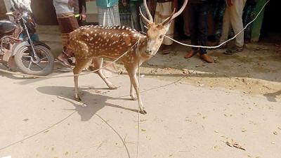 বরগুনায় নদী থেকে উদ্ধার করা হরিণ অবমুক্ত