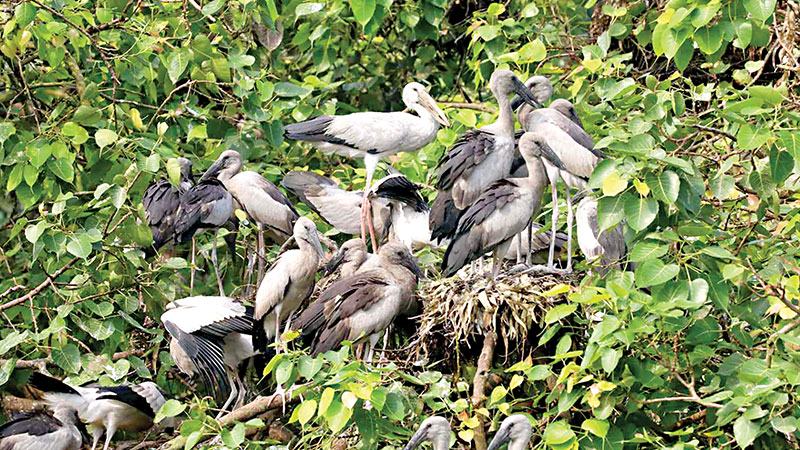 বগুড়ায় স্থায়ী আবাস গড়ছে শামুকখোল
