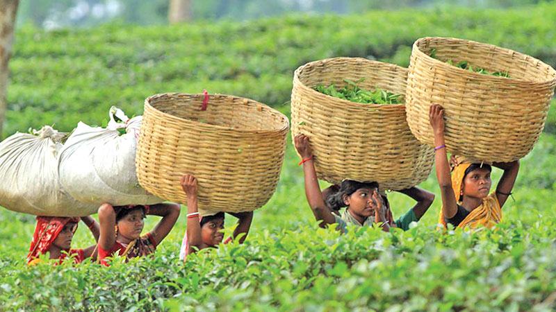 নভেম্বরেও কোটি কেজির বেশি চা উৎপাদন
