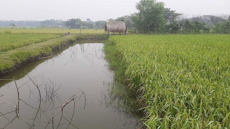 বাগেরহাটে কৃষি উৎপাদনে যুক্ত হয়েছে ৫ হাজার একর জমি