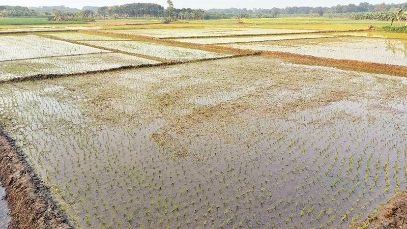 তিন ফসলি জমিতে মাগুরা মেডিকেল কলেজ নির্মাণের প্রস্তাব