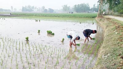 গাইবান্ধায় বোরো চাষে খরচ বেড়েছে ১১-১৪ শতাংশ