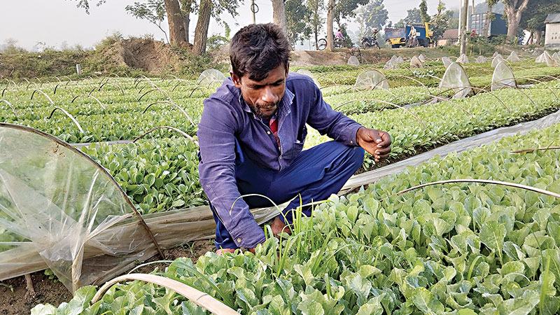 যশোরে সবজির চারা উৎপাদনে আয় ১৫ কোটি টাকা
