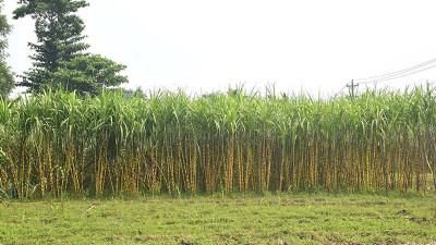 চুয়াডাঙ্গায় আখের সঙ্গে উৎপাদন হচ্ছে সাথি ফসল