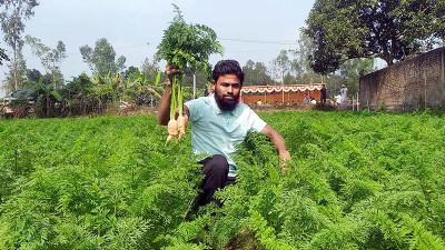 মিরসরাইয়ে বাণিজ্যিকভাবে গাজর চাষ