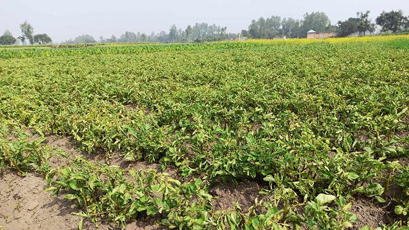 ঠাকুরগাঁওয়ে কীটনাশক ব্যবহারে আলুখেতে পচন