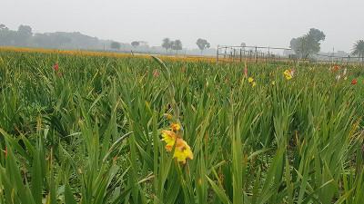 তীব্র শীত ও ঘন কুয়াশায় ঝরে যাচ্ছে গদখালীর ফুল, মরছে গাছ