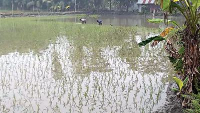 লক্ষ্মীপুরে বোরো উৎপাদন লক্ষ্যমাত্রা দেড় লাখ টন