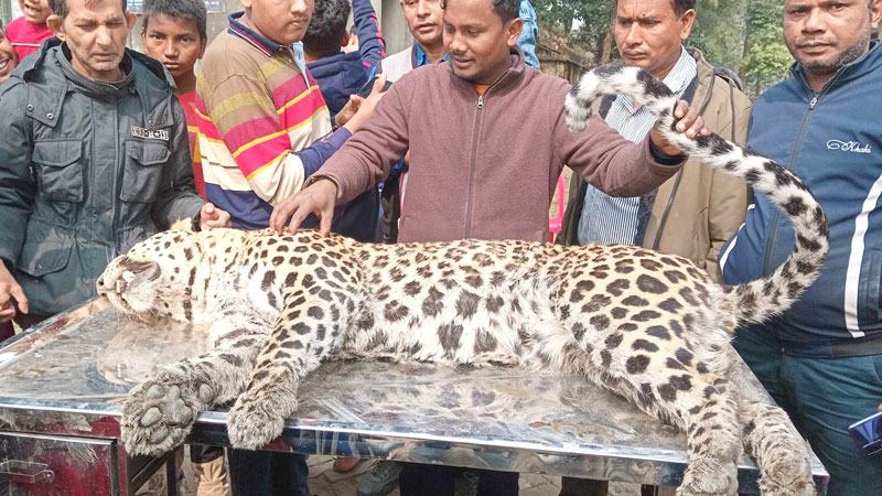পঞ্চগড়ে নদী থেকে মৃত চিতাবাঘ উদ্ধার