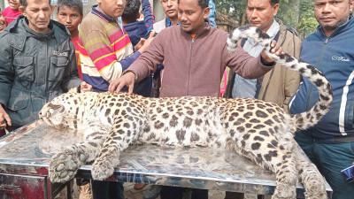 পঞ্চগড়ে নদী থেকে মৃত চিতাবাঘ উদ্ধার