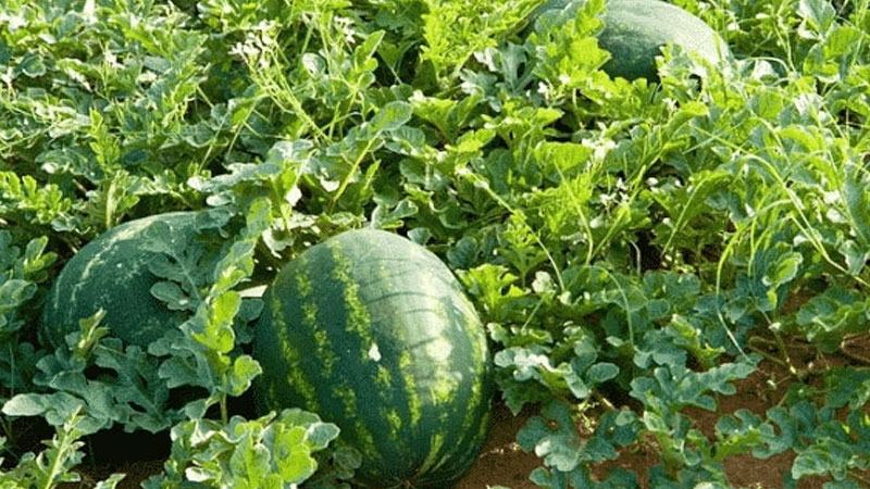 বরিশাল বিভাগে তরমুজ চাষের লক্ষ্যমাত্রা ১৪ শতাংশ বেড়েছে