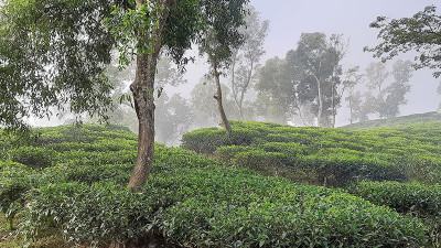 একদিনের ব্যবধানে শ্রীমঙ্গলে তাপমাত্রা কমেছে ৭ ডিগ্রি
