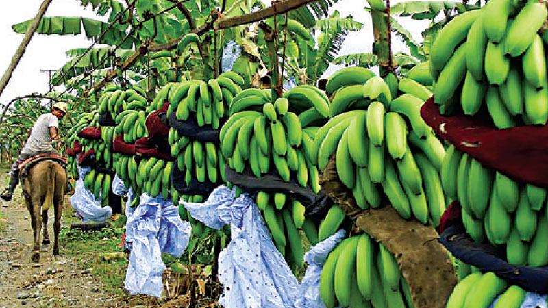 একুয়েডরের কলা আমদানিতে বিধিনিষেধ রাশিয়ার
