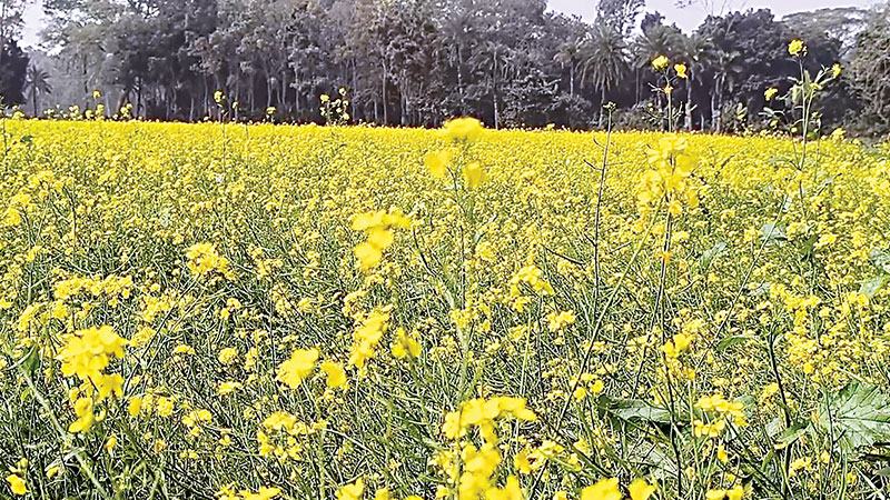 মাদারীপুরে সরিষার ন্যায্যদাম নিয়ে শঙ্কা কৃষকের