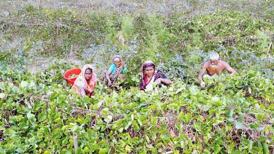 বরগুনায় লবণাক্ততা কাটিয়ে সবজি চাষ