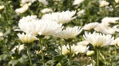 ক্ষতি পুষিয়ে লাভের আশা ঝিনাইদহের ফুলচাষীদের