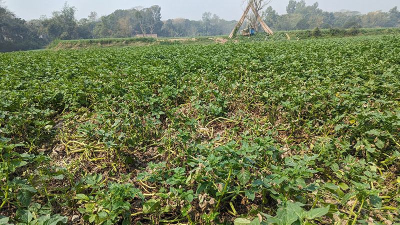 মুন্সিগঞ্জে আলু গাছে পচন ফলন বিপর্যয়ের শঙ্কা