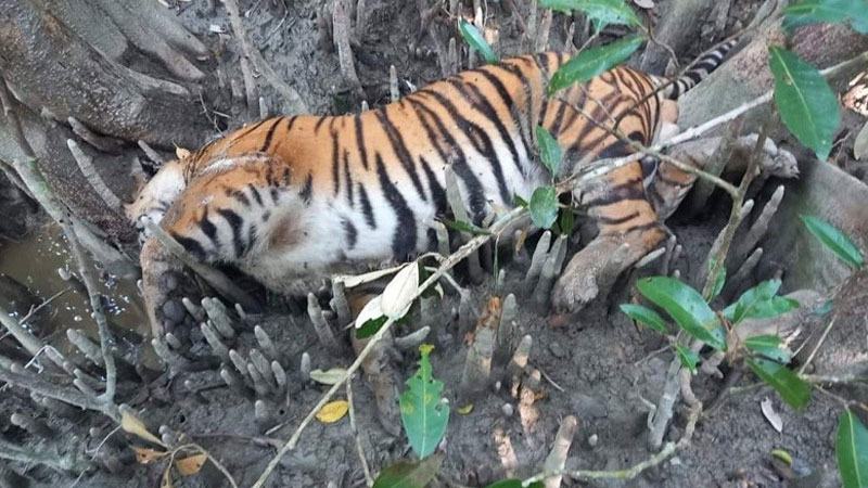 সুন্দরবনের খাল থেকে মৃত বাঘ উদ্ধার