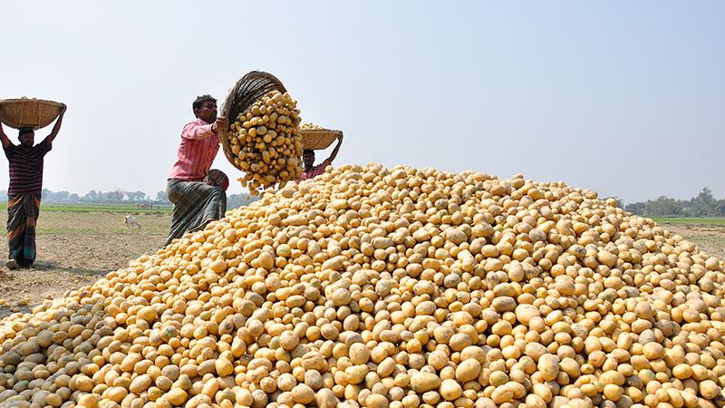 কমেছে দেশী আলুর দাম, লোকসানের শঙ্কায় কৃষক