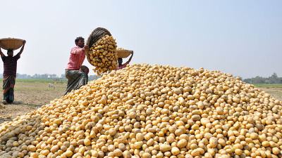 কমেছে দেশী আলুর দাম, লোকসানের শঙ্কায় কৃষক