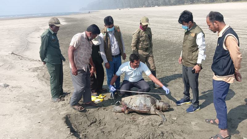কক্সবাজারে তিনদিনে মৃত ছয় কাছিম উদ্ধার