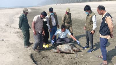 কক্সবাজারে তিনদিনে মৃত ছয় কাছিম উদ্ধার