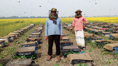রাজশাহীতে ৯ কোটি টাকার মধু আহরণের সম্ভাবনা
